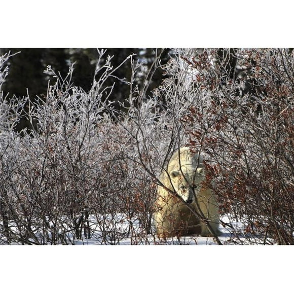 Posterazzi DPI1881223LARGE A Sow Polar Bear Ursus Maritimus In Wapusk National Park - Churchill, Manitoba, Canada Poster Print, 34 x 22 - Large