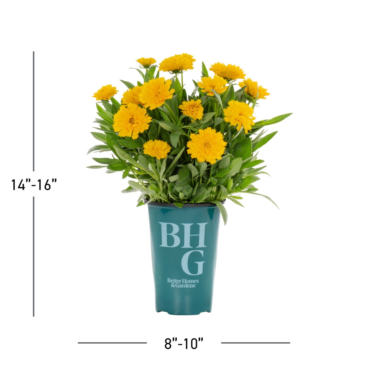 Better Homes & Gardens 2QT Yellow Coreopsis Solanna Golden Sphere Live  Perennial Plant Sun - Walmart.com