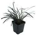 thumbnail image 2 of Mai men dong Chinese Herb Plant - Ophiopogon - 2" Pot - Indoors or Out, 2 of 4
