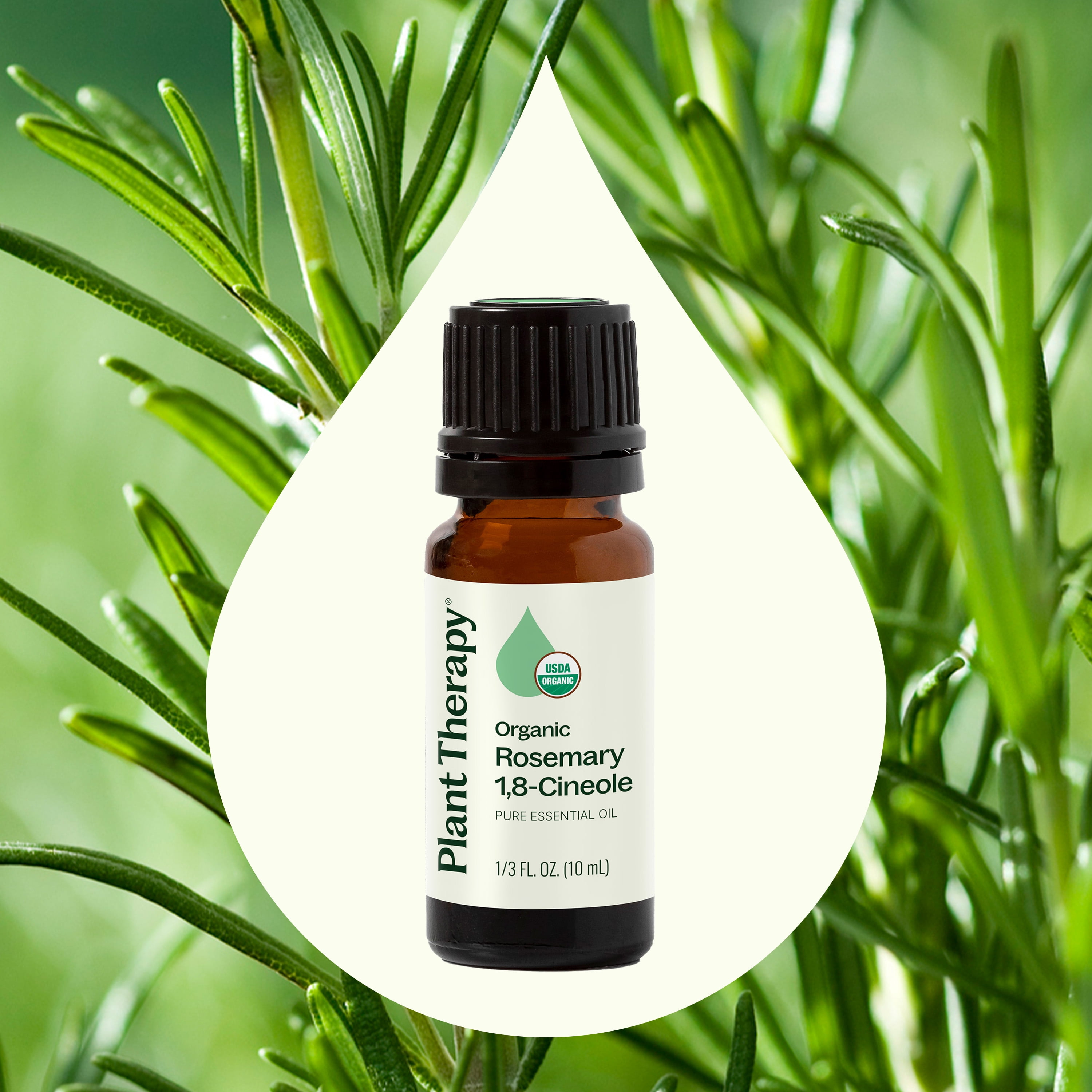 Plant Therapy Rosemary Organic Essential Oil 100% Pure, USDA Certified Organic, Undiluted 10 mL (1/3 oz)