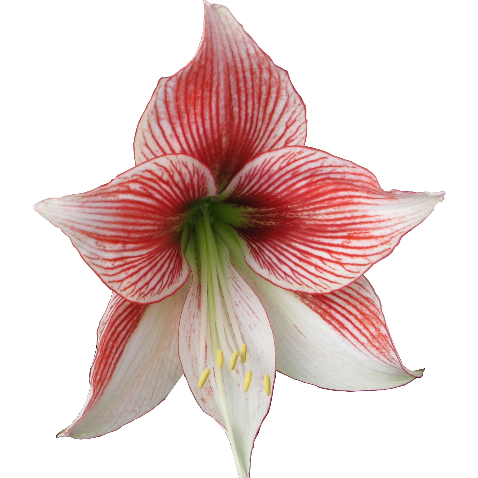 EuroBlooms Amaryllis Glee in 6-Inch Red Pot with White Ruby Red Veining - Live Decorative Plant
