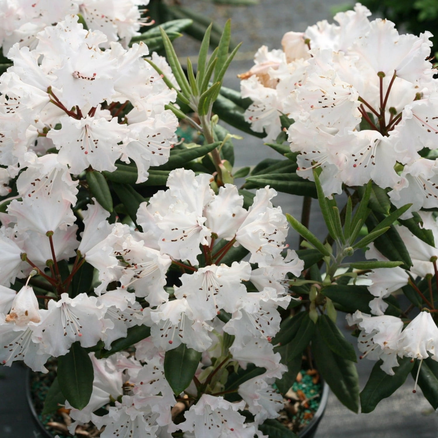 Proven Winners ColorChoice 5" Multicolor Dandy Man Color Wheel Rhododendron Live Plant in 4.5" Pot (4 Count)