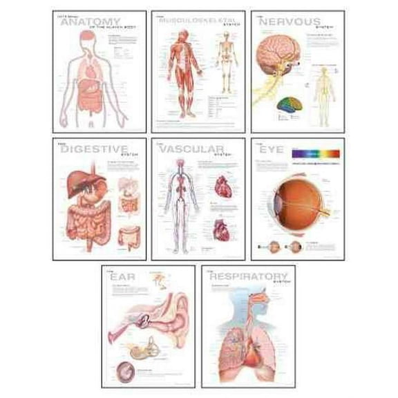 Human Anatomy Chart Pack : Wall Chart (Paperback)