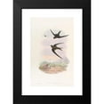 thumbnail image 2 of John Gould 17x24 Black Modern Framed Museum Art Print Titled - Palm Roof-Swift (1850-1883), 2 of 5