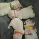 thumbnail image 4 of Collares de identificación para cachorros, 12 piezas, colores surtidos, ajustables, con identificación para mascotas., 4 of 5