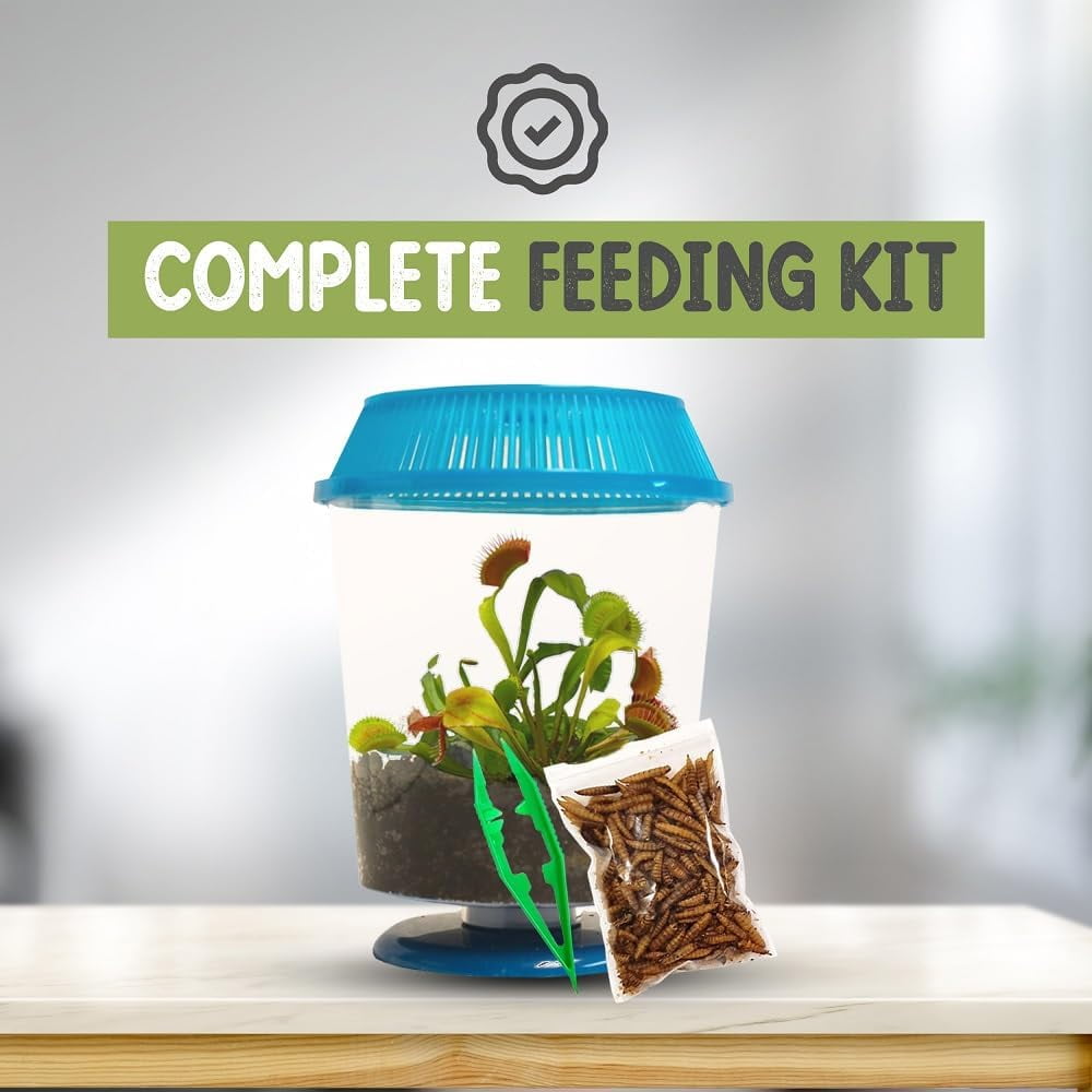 Live Venus Flytrap Kit with Carnivorous Plant Food, Tweezers & 4.5" Blue Terrarium – Indoor Bug-Eating STEM Gift for Kids & Adults Fly Trap