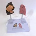 thumbnail image 1 of Smoker'S Lung Model Healthy Lung Model Lung Anatomy Model with Pathological Respiratory System Dise, 1 of 5