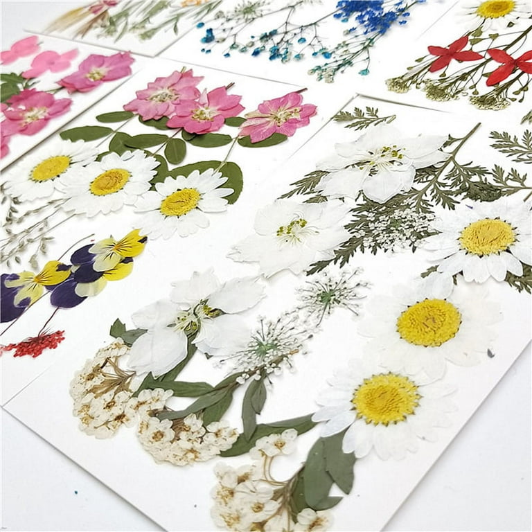 Colorful Real Dried Pressed Flowers Scrapbooking DIY Art Crafts Dried  Flowers for Art Makeup Floral Decors 6 