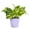 Lavender, variant on Live Golden Pothos Plant - Variegated Foliage - 4" Decorative Pot Cover - Thorsen's Greenhouse