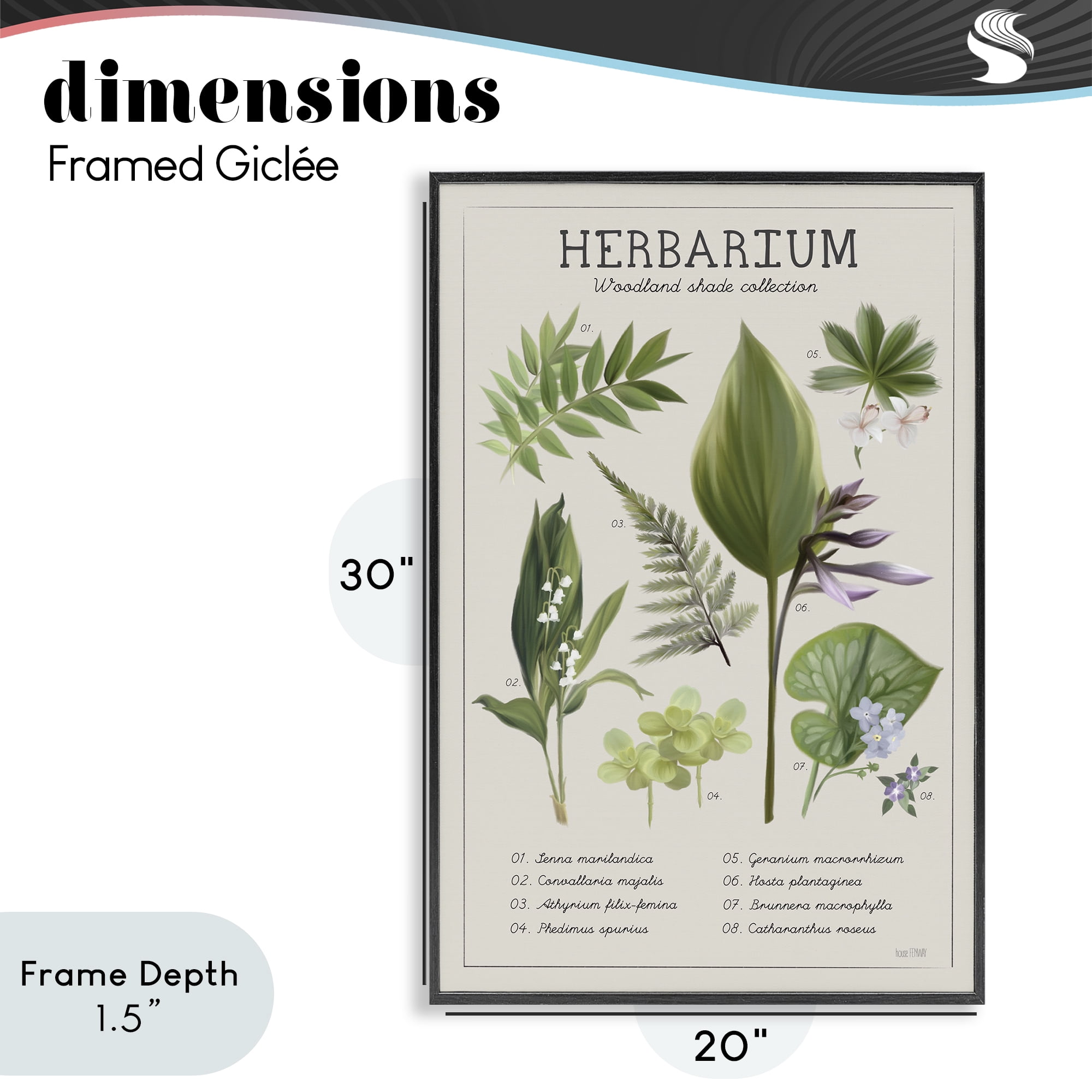 Stupell Industries Herbarium Woodland Shade Collection Black Framed Giclee Art, design by House Fenway