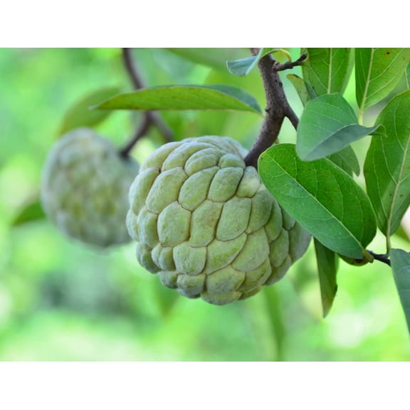 CZ Grain Sugar Apple Tree Seeds 5 Seeds Annona Squamosa Great for Bonsai or Patio Plant