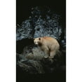 thumbnail image 2 of Fv3608  Jason Puddifoot; White Spirit Bear  Princess Royal Island  Bc Poster Print, 2 of 2