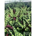 thumbnail image 3 of Nature's Way Farms Calathea Rattlesnake Live Plant (4-7 inches tall) in growers pot, 3 of 5