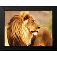 thumbnail image 2 of Anonymous 14x12 Black Modern Framed Museum Art Print Titled - Male lion, Namibia, 2 of 5