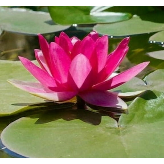 5 Bright Pink Water Lily Seeds Nymphaea spp Flowering Blooms Hardy Tropical 940