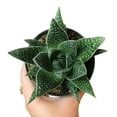 thumbnail image 4 of Gasteria Flow Lace Aloe Succulent (4"+ Plastic Pot) - Tiny, Lovely, Easy to Care Succulents - Live Succulents for Home Office, 4 of 8