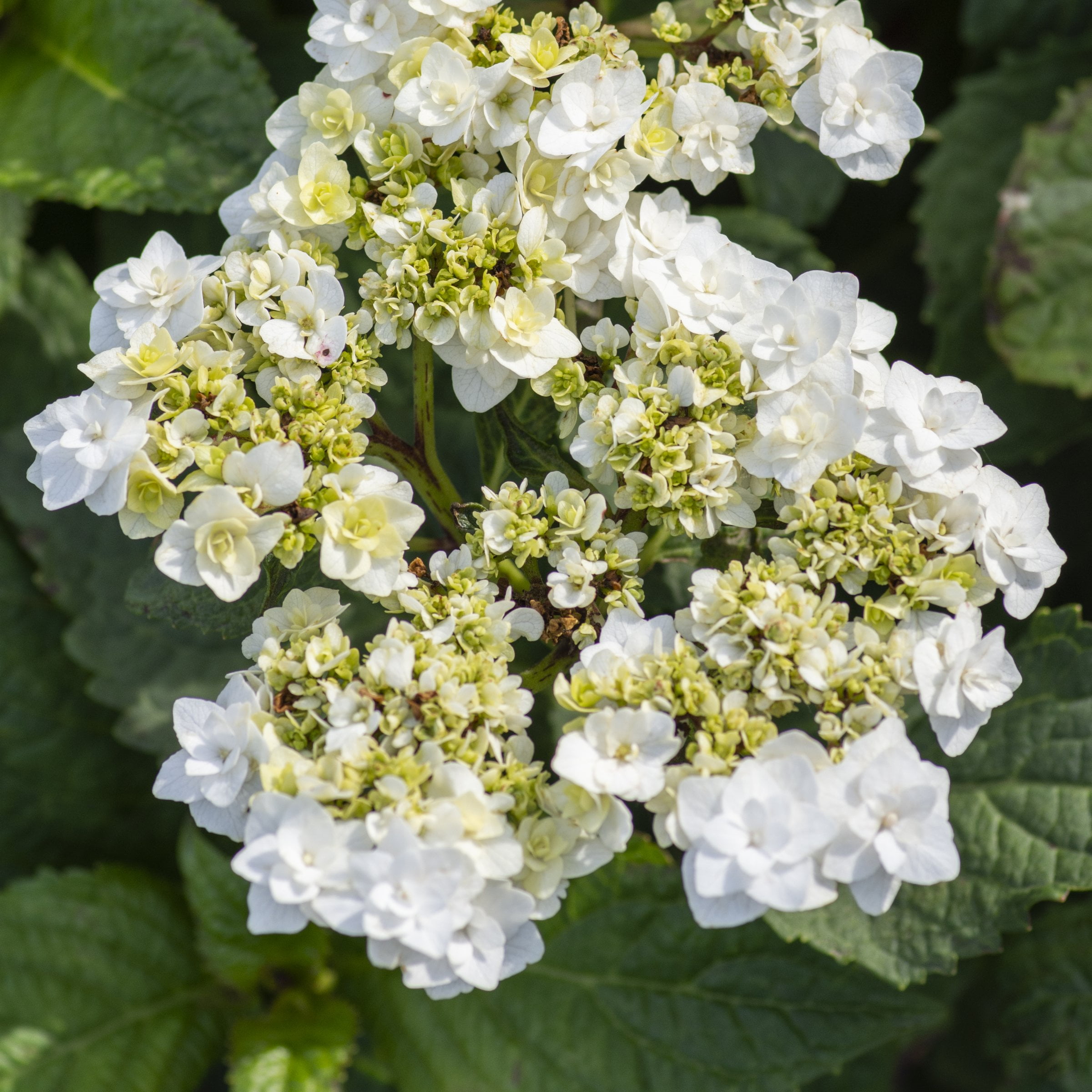 National Plant Network 4" Hydrangea 'Wedding Gown' Live Shrub with Partial Sunlight (3-Pack)