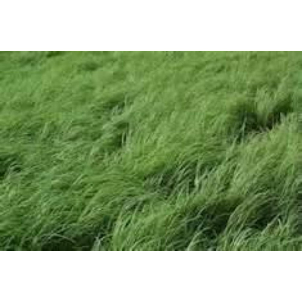 Teff Grass Seed (Annual Warm Season, Great Horse Hay) 5 Pound LLC