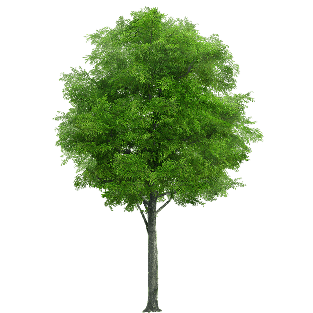 Nature Trunk Png Wood Tree Forest Vegetation-12 Inch BY 18 Inch
