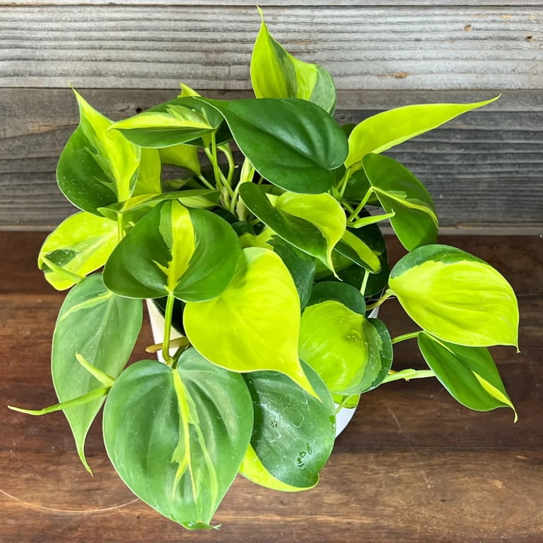 Philodendron Brasil-Variegated Heartleaf-Air Purifying Plant 6" Pot -  Walmart.com