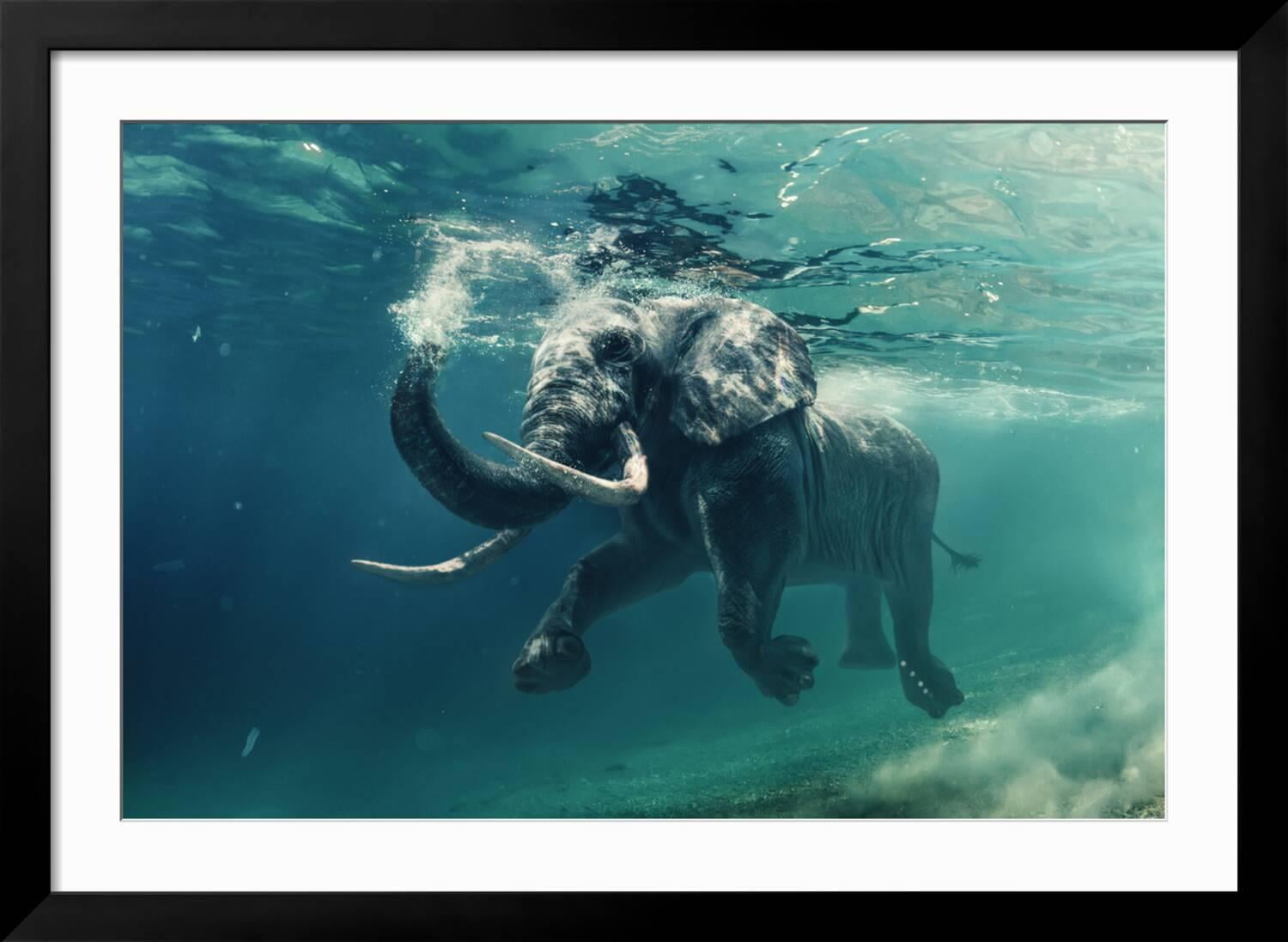 Art.com Swimming Elephant Underwater. African Elephant in