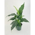 thumbnail image 3 of Bumble Plants Peace Lily 'Spathiphyllum Wallisii' - Full Live Colorful Houseplant in Nursery Pot, Easy Care, Indoor Plant for Beginners, 3 of 3