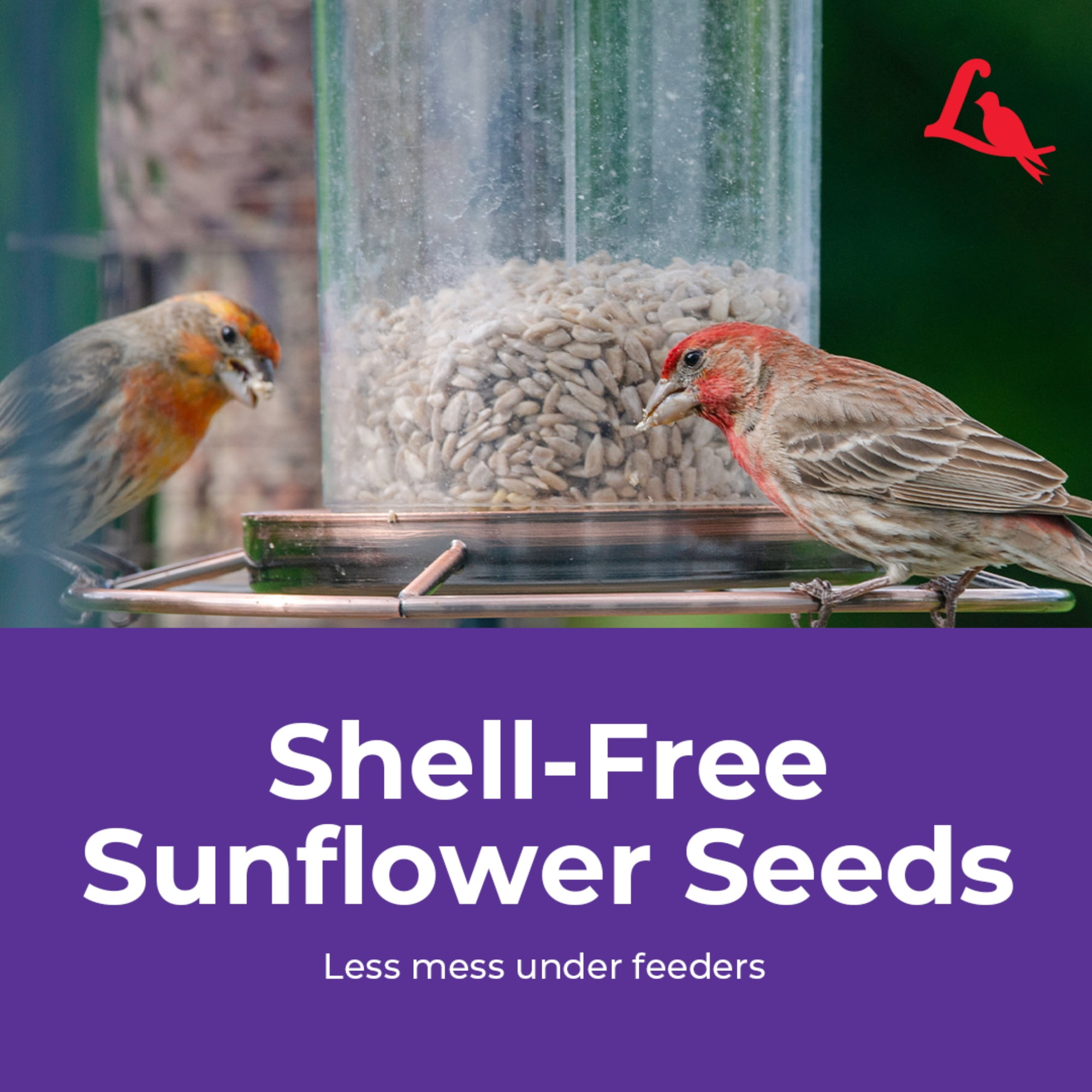 Lyric Sunflower Kernels Wild Bird Seed - No Waste Bird Food - 5 lb. Bag