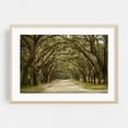 thumbnail image 2 of Wormsloe Oaks, Savannah - Savannah Georgia Photography Nature Landscape Forest Scenic Woodland Rural Botanical Unframed Wall Art Print 12 x 18 inches, 2 of 7