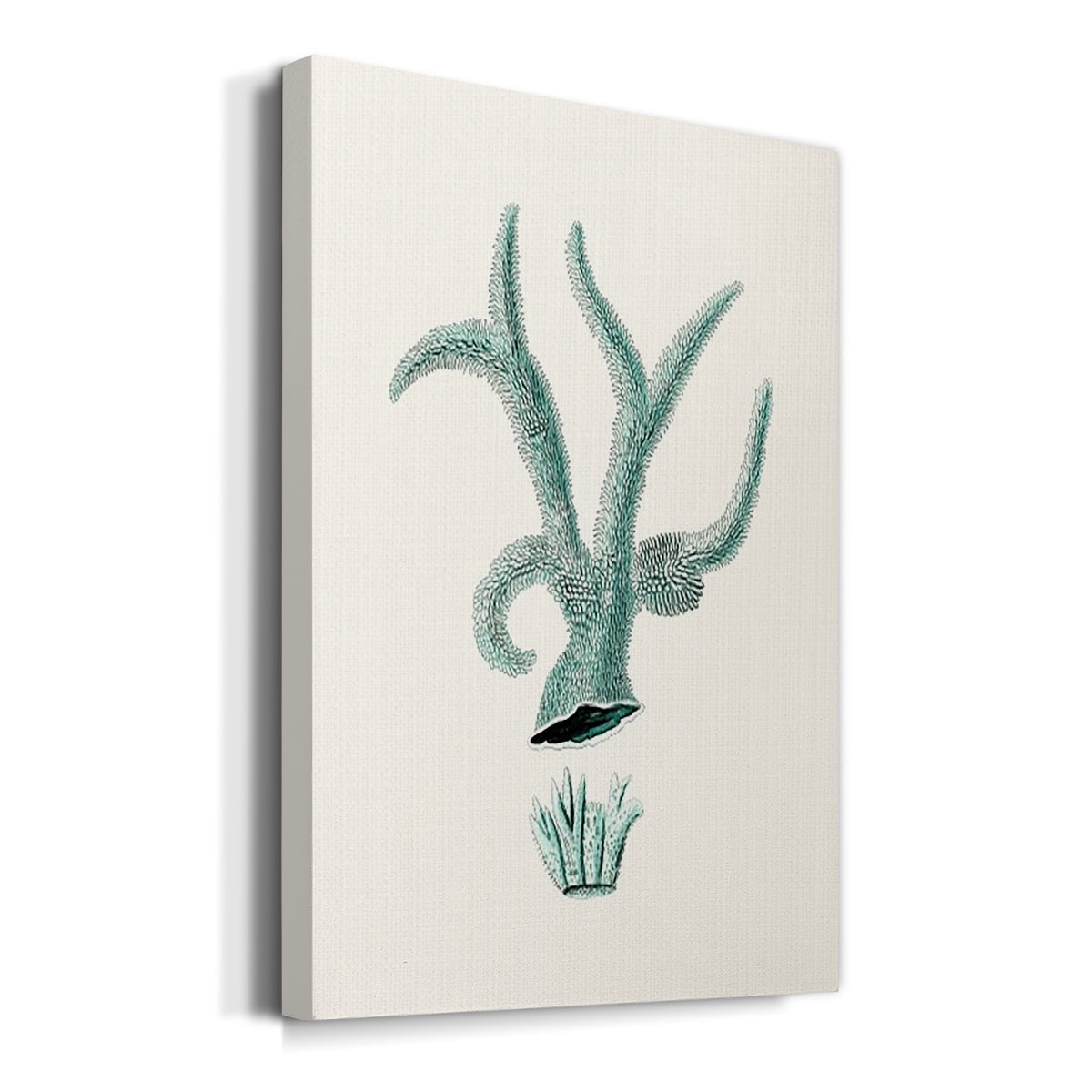 Antique Coastal Coral XII Premium Gallery Wrapped Canvas - Ready to Hang