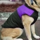 thumbnail image 5 of Ropa para Mascotas - Poliéster Morado Pet Impermeable Chaqueta de plumón Chaleco Ropa Abrigo Grueso Grueso para Perros Grandes(2XL), 5 of 5