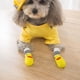 thumbnail image 2 of Ropa para mascotas, ropa para Golden Retriever, ropa para perros, polo para chihuahua (4 piezas) 2580, 2 of 7
