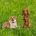 thumbnail image 5 of GreenJoy Reflective Dog Collars,Adjustable Pet Collars with Quick Release Buckle,Safety Choker for Dog, 5 of 5