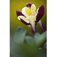 thumbnail image 2 of OBrien, Jay 17x24 White Modern Wood Framed Museum Art Print Titled - PA, Philadelphia Columbine at the Nature Center, 2 of 4