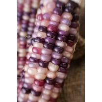 Sherwood's Seeds Amethyst Dream Purple Glass Gem Cherokee Corn Heirloom Seed Packet, Premium