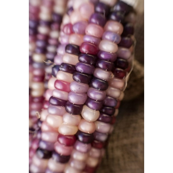 Sherwood's Seeds Amethyst Dream Purple Glass Gem Cherokee Corn Heirloom Seed Packet, Premium