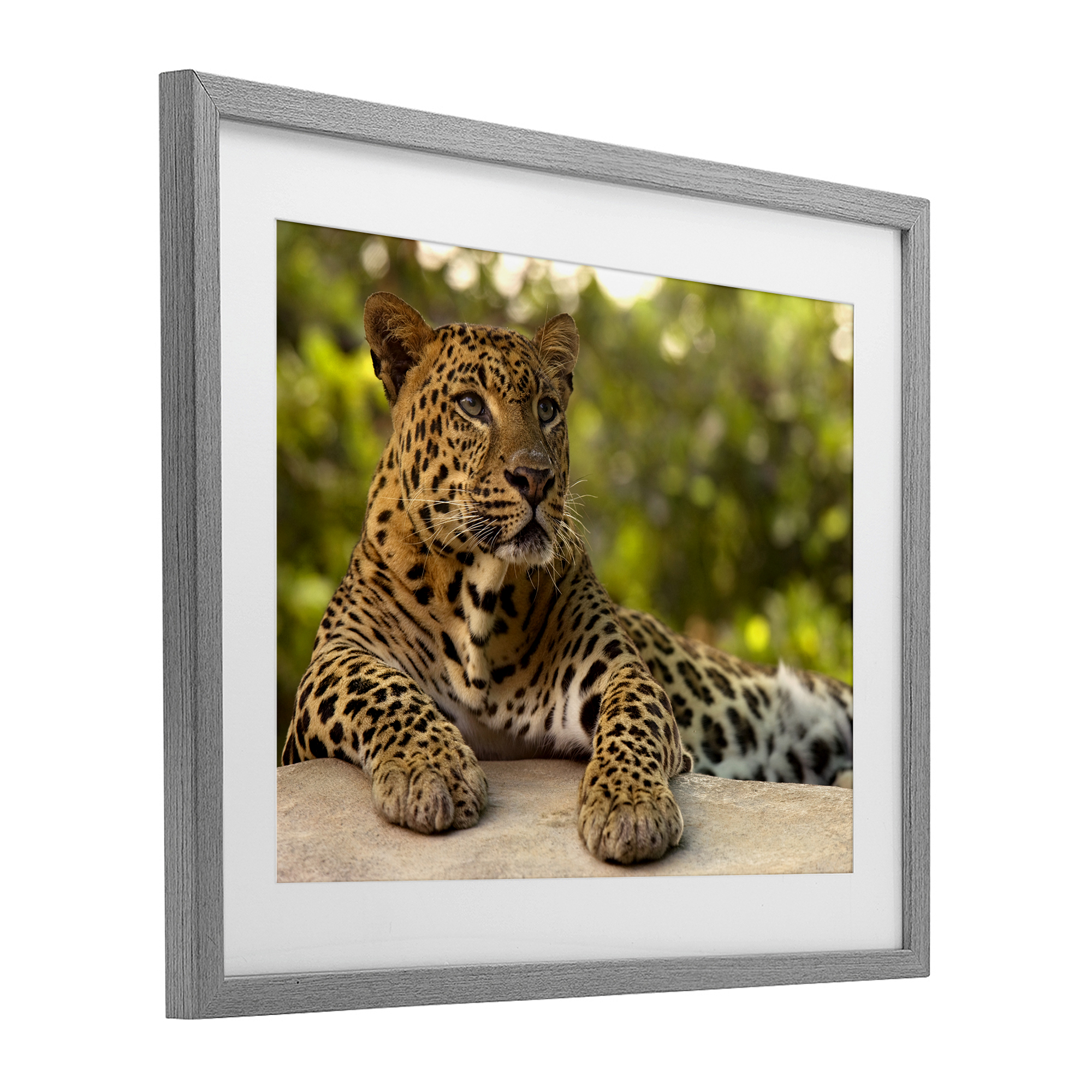Leopard Gazing Relaxation Gray Framed Print Under Glass, design by MJ Photography