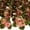 C, variant on Cymbidium, Low Maintenance - Easy Grow - Ideal for Beds Borders, Plant Pots & Planters