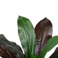 thumbnail image 5 of Northlight Real Touch™️ Red and Green Artificial Dracaena Potted Plant - 23", 5 of 9