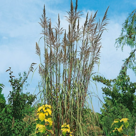 Plume Grass Seed - Ravenna Ornamental Grass Seeds - 500 Seeds