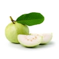 thumbnail image 2 of Peruvian White Guava Tree – Psidium Guajava, 2 of 6