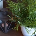 thumbnail image 5 of Realistic Faux Baby Lemon Grass, Potted Plant, Houseplant, Kitchen, Lushly Leafed, White Pot, 6 Inches Diameter x 9.75 Tall, 5 of 5