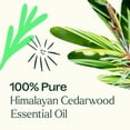 thumbnail image 5 of Plant Therapy Cedarwood Himalayan Essential Oil 30 mL (1 oz) 100% Pure, 5 of 8