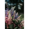 thumbnail image 2 of Russell Lupine Seeds/ Perennial/ Full Sun/10 Seeds 1/4 Gram/ Zellajake Farm and Garden - B143, 2 of 5