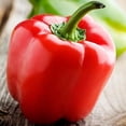 thumbnail image 2 of Yolo Wonder L Red Sweet Bell Pepper Seeds for Planting, 100+ Heirloom Seeds Per Packet Non GMO Seeds, Botanical Name Capsicum annuum, Great Home Garden Gift, 2 of 8
