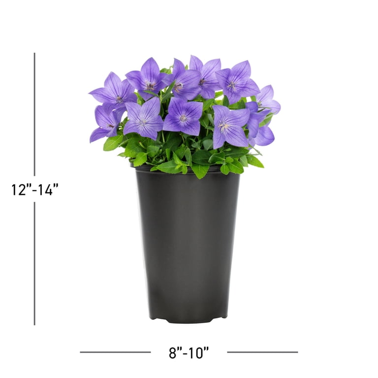 Expert Gardener 2QT Blue Platycodon Live Perennial Plant Sun