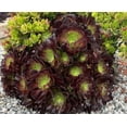 thumbnail image 4 of 2pcs Rooted Black Rose Aeonium Arboreum Zwartkop Succulent cactus Plants gift, 4 of 5