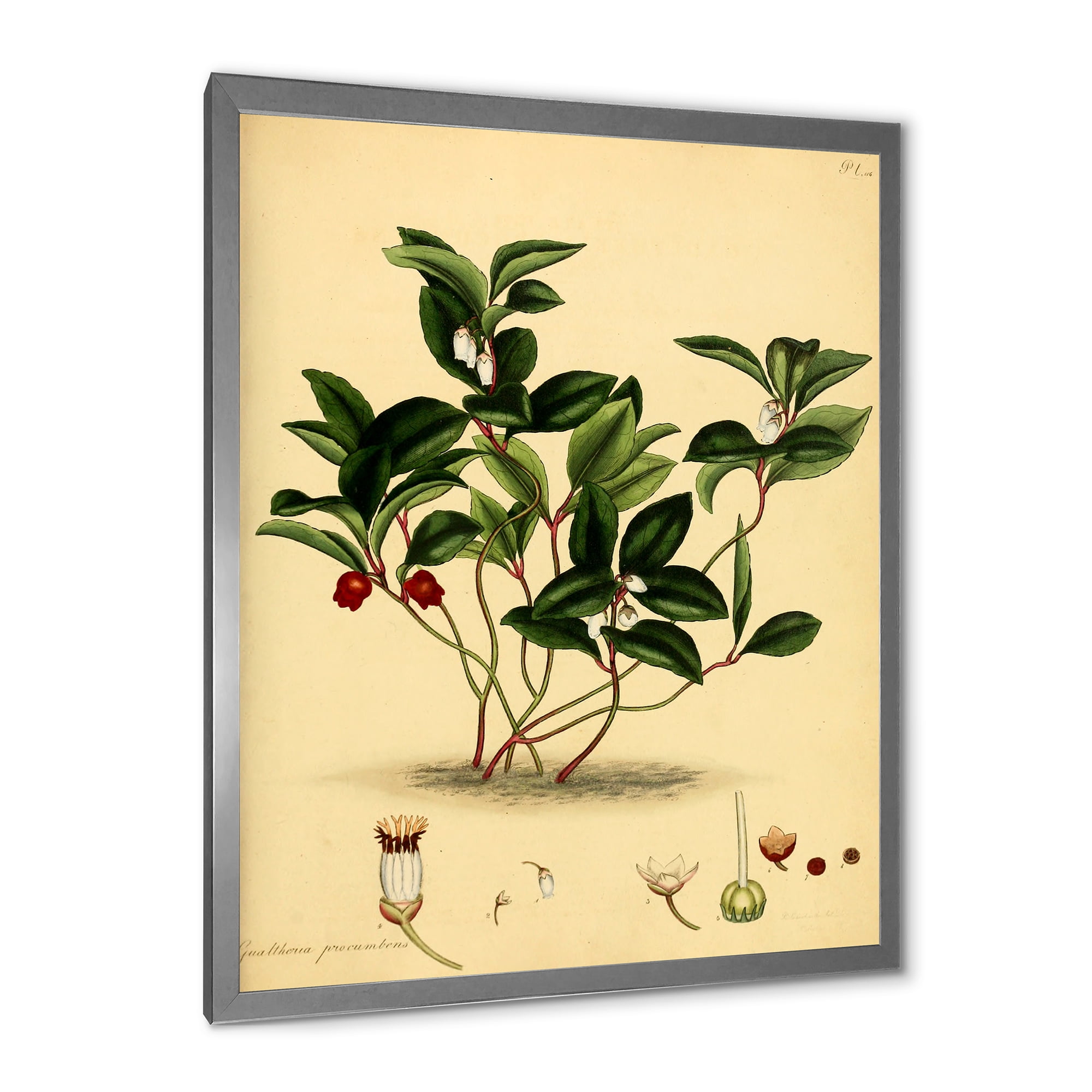 Designart 'Ancient Plant Life III' Traditional Framed Art Print