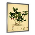 thumbnail image 2 of Designart 'Ancient Plant Life III' Traditional Framed Art Print, 2 of 4