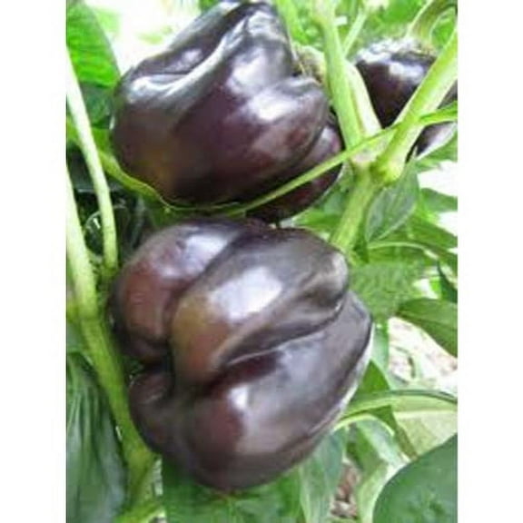 Pepper Sweet Purple Bell Beauty Great Heirloom Vegetable by Seed Kingdom BULK 1 Oz Seeds