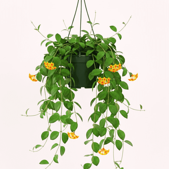 Hoya Cunninghamia Plant Live in 2 Inch Pot, Rare Hoya for Home Office Décor, Well Rooted from 3 to 5 Inches Tall in Pot